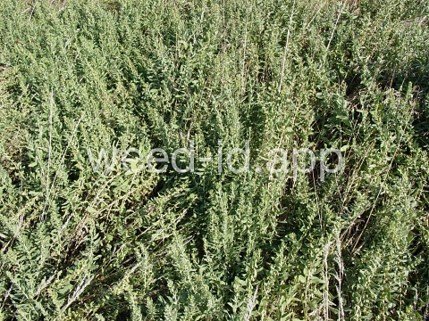 sumpweed, poverty